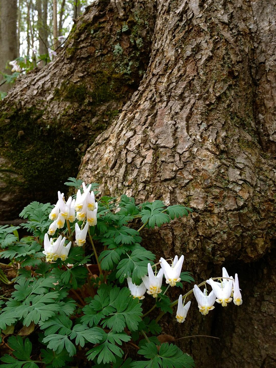 Dicentra cucullaria Dutchmans Breeches 2