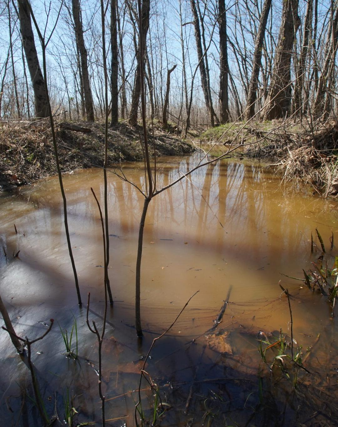 West Tennessee Wetlands Mitigation Bank 2048x1365