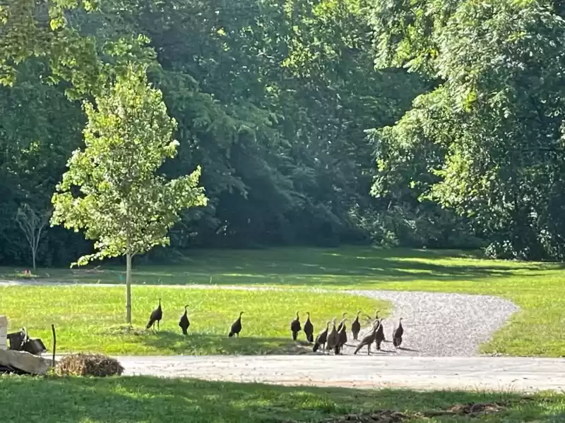 14 turkeys