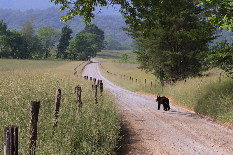 Black bear in Cades Cove