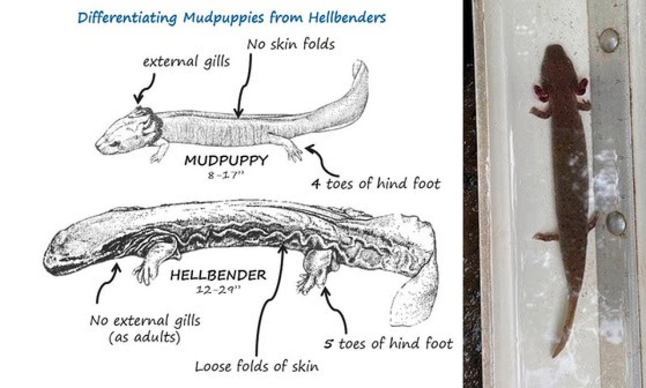 Differentiating mudpuppies from hellbenders
